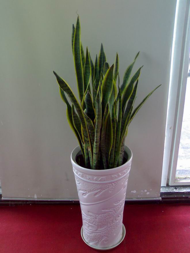trifasciata/i prain,又名 a target"_blank href/item/虎皮兰