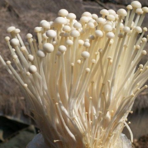 白色金针菇栽培