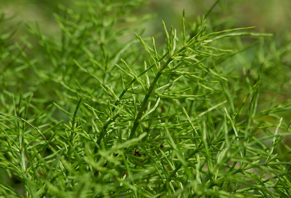 /i)是木贼目,木贼科,木贼属多年生草本植物.根茎黑褐色,匍匐.