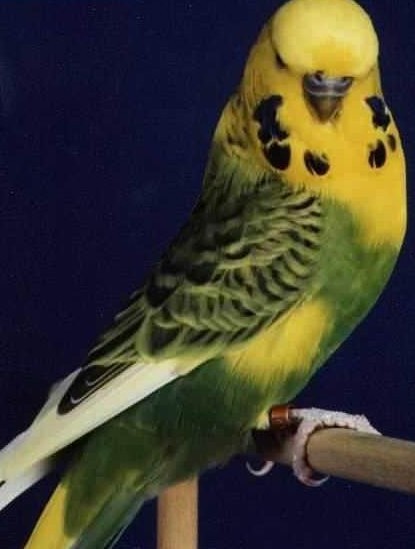p>虎皮鹦鹉(学名 i>melopsittacus undulatus/i)是鹦形目鹦鹉科的