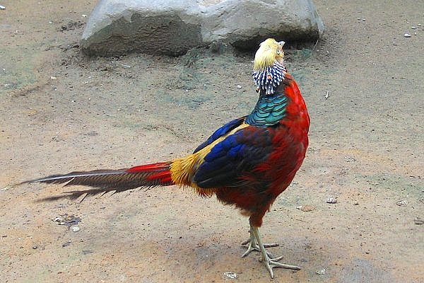 专业合作社 /a></p></a>是朗德鹅苗,野鸭苗,火鸡,贵妃鸡,珍珠鸡,芦花鸡,山鸡