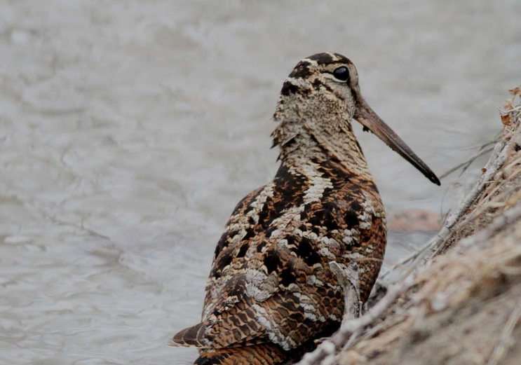 p>中文名:丘鹬,英文名(american woodcock,鹬鸟这一大类共有77种