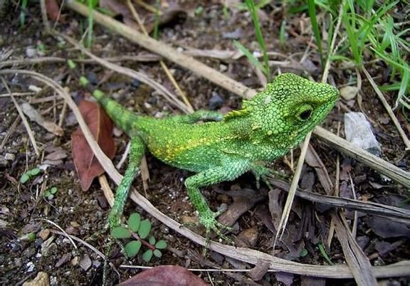 polygonata xanthostoma /i></p></a> ota,1991,是一种鬣蜥科,龙蜥属的动物