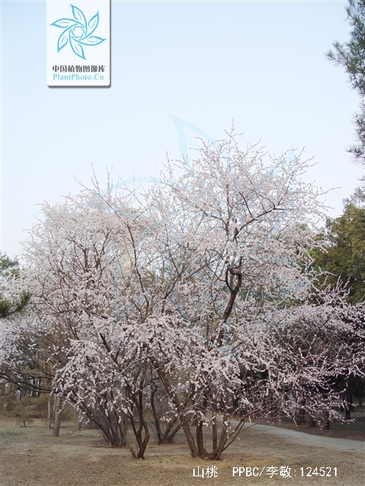 花桃