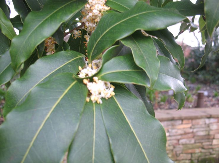 p s green:也称云南桂花.