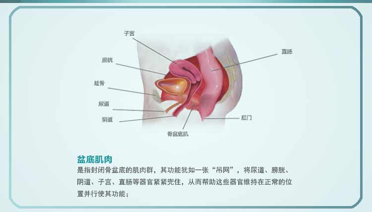 盆底肌肉/9448699 data-lemmaid"9448699>盆底肌肉/a>是指封闭 a