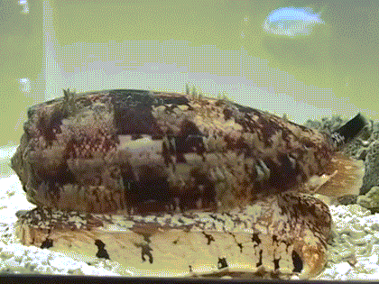 ></p></a>海洋 /a>腹足纲软体动物芋螺(conus)的毒液管和毒囊内壁的毒腺所分泌