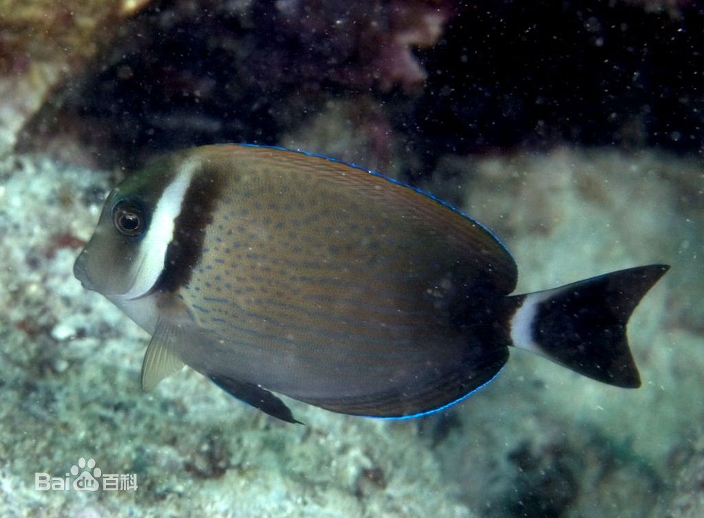  p>白斑刺尾鱼(学名:acanthurus leucopareius)为刺尾鱼科刺尾鱼属的