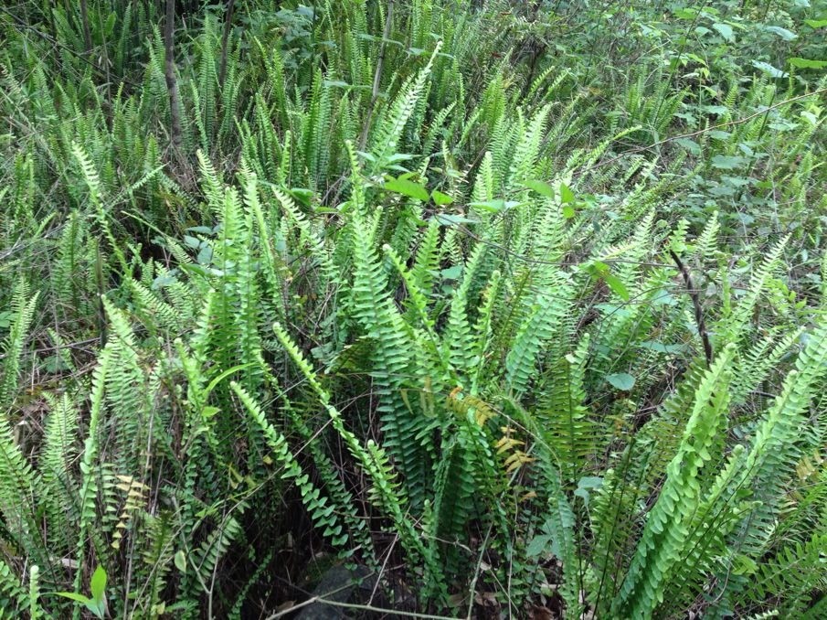 岩石草