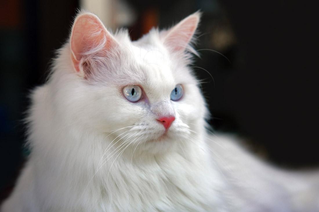 安哥拉猫