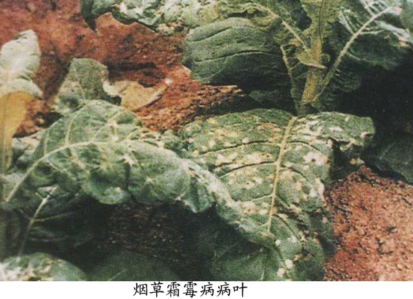 烟草霜霉病