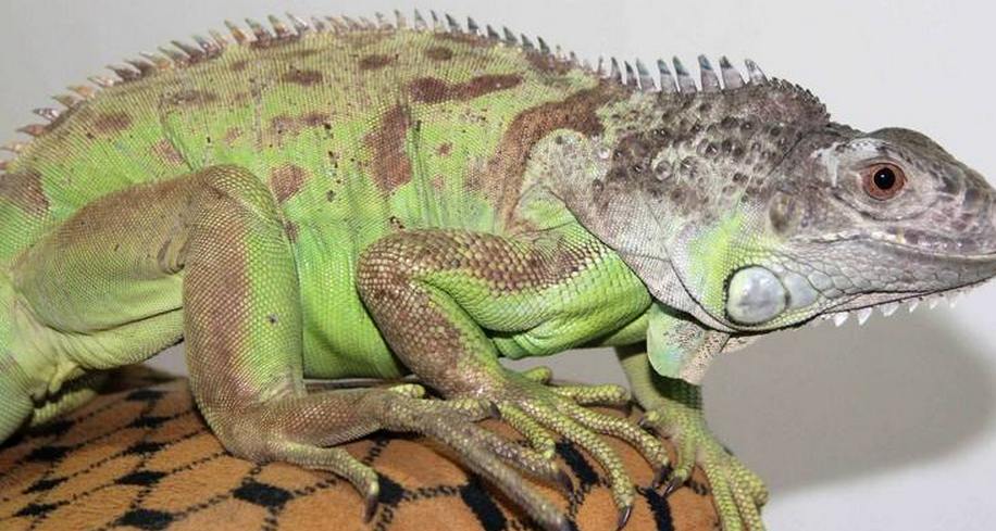 绿鬣蜥怎么读 全网资源