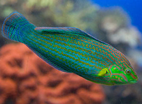  p>橙线龙鱼(hoeven&#39;s wrasse),学名 