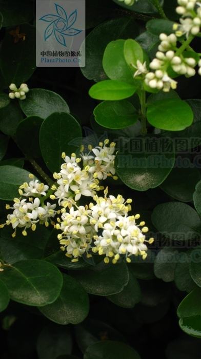 p>凹叶女贞,拉丁文名:ligustrum retusum merr.