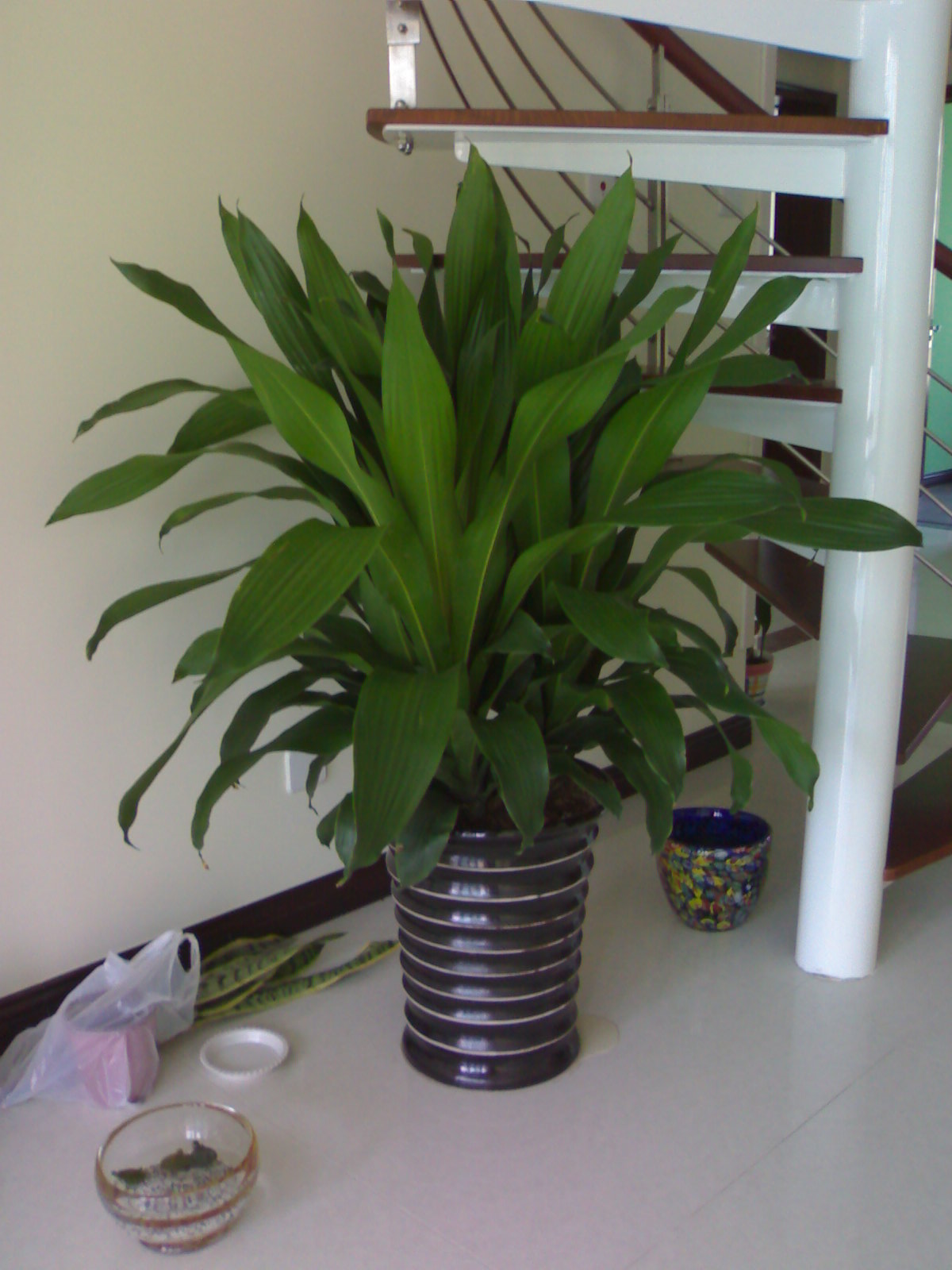 室内观赏植物
