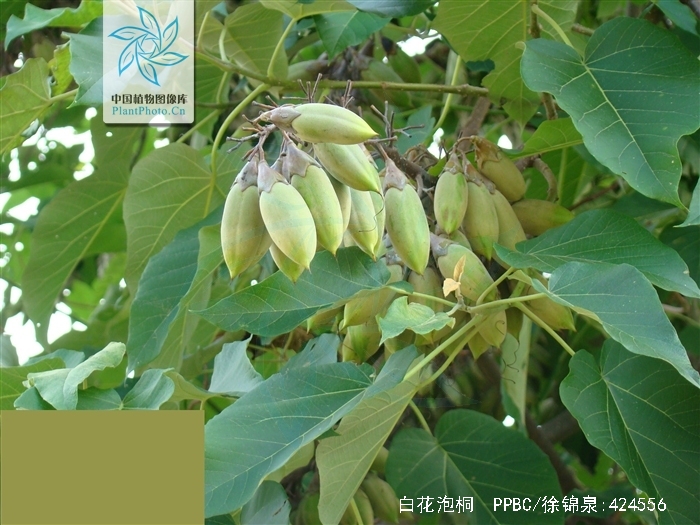 白花泡桐