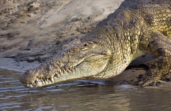 p>尼罗鳄(学名 i>crocodylus niloticus/i,是非洲最大的鳄鱼和最