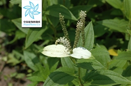 三白草