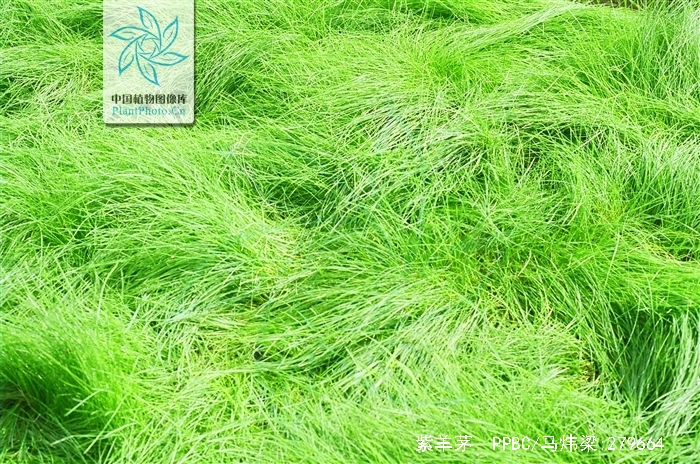 紫羊茅