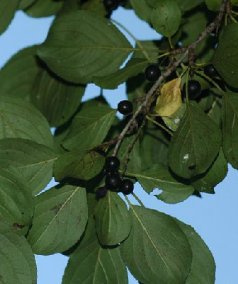 为鼠李科植物药鼠李 i>rhamnus cathartica/i l.的成熟果实.