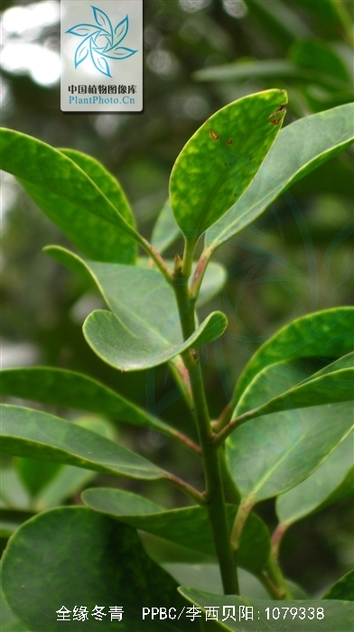 p>全缘冬青(学名 i>ilex integra/i thunb.
