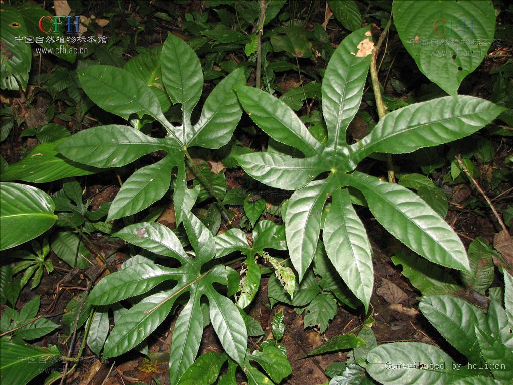叶大,掌状5-9深裂;叶片长椭圆形至披针形,又具小裂片,常在基部