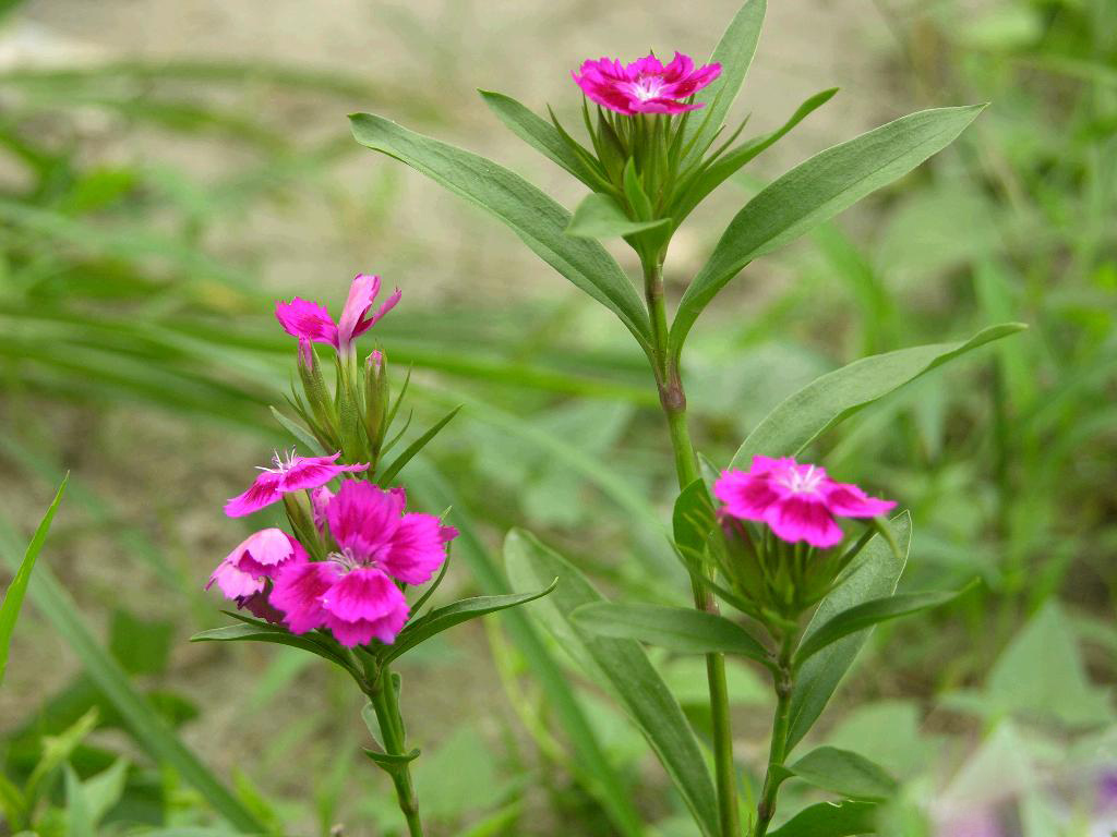  p>瞿麦,别名:高山瞿麦,拉丁文名:dianthus superbus l.