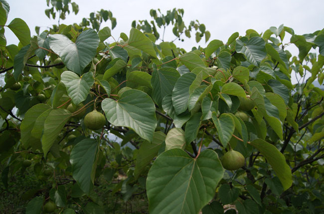 油桐的拼音 全网资源