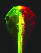 基因拼接技术和DNA重组技术