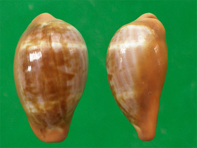 p>红唇宝螺(学名:zonaria pyrum pyrum)是腹足纲宝螺科的 a target"