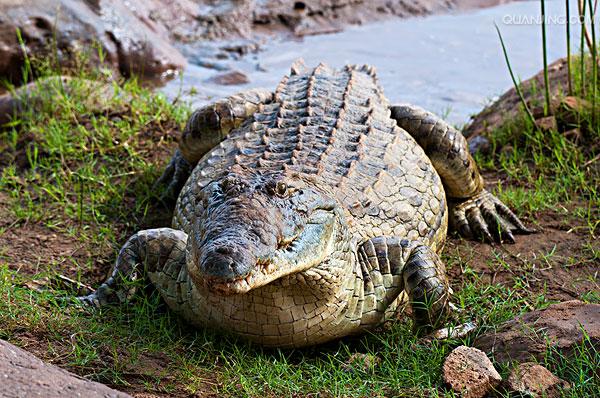 p>尼罗鳄(学名 i>crocodylus niloticus/i,是非洲最大的鳄鱼和最