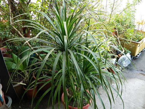 为龙舌兰科植物剑叶朱蕉 i>cordyline stricta /i> endl.的叶或根茎.