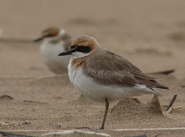 p>铁嘴沙鸻(学名 i>charadrius leschenaultii/i)鸻科鸻属鸟类,属