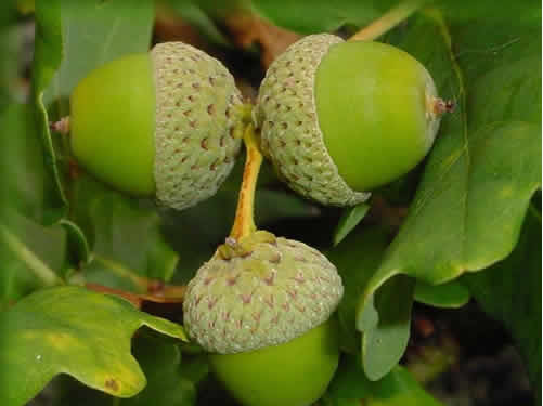 橡树
