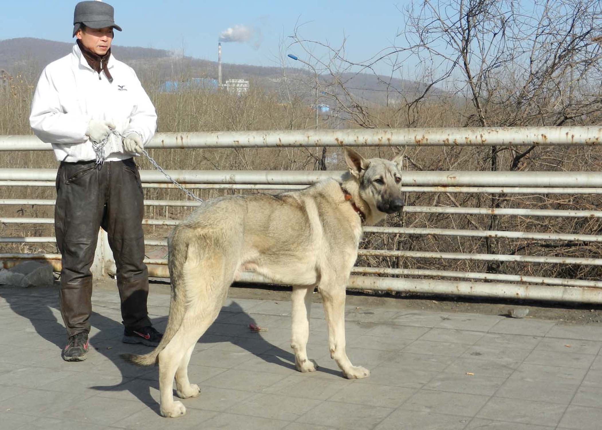 狼青犬可训练成工作犬,在野外丛林中狼青色具有天然的隐蔽优势,能更好