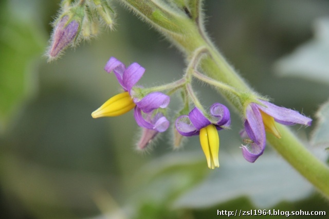 p>蝎尾菊(学名 i>koelpinia linearis/i pall.