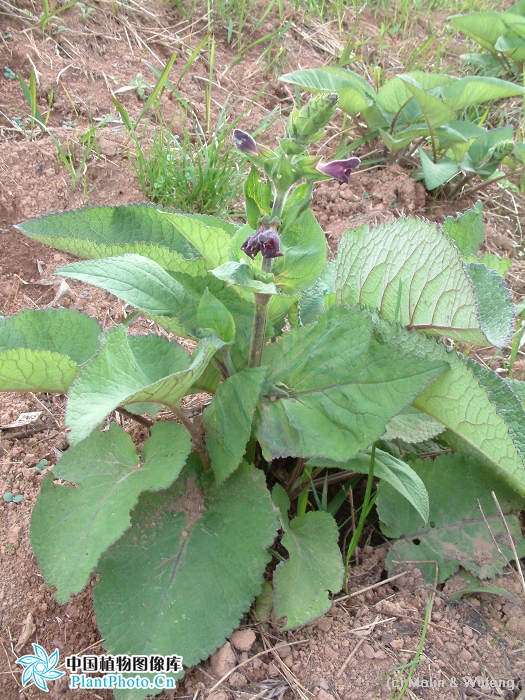 大叶鼠尾草系