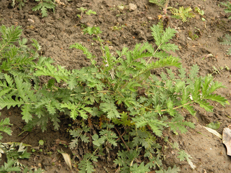 p>委陵菜(学名 i>potentilla chinensis/i ser.