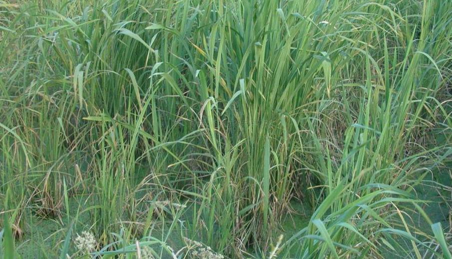 大长茎 全网资源