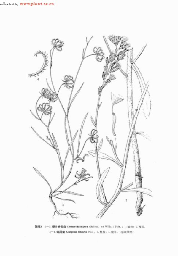 p>蝎尾菊属(学名:koelpinia pall.
