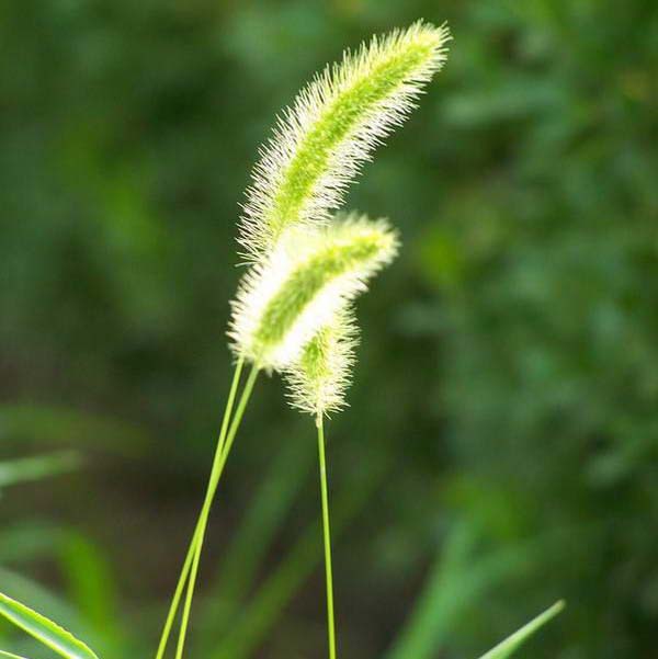 狗尾巴草
