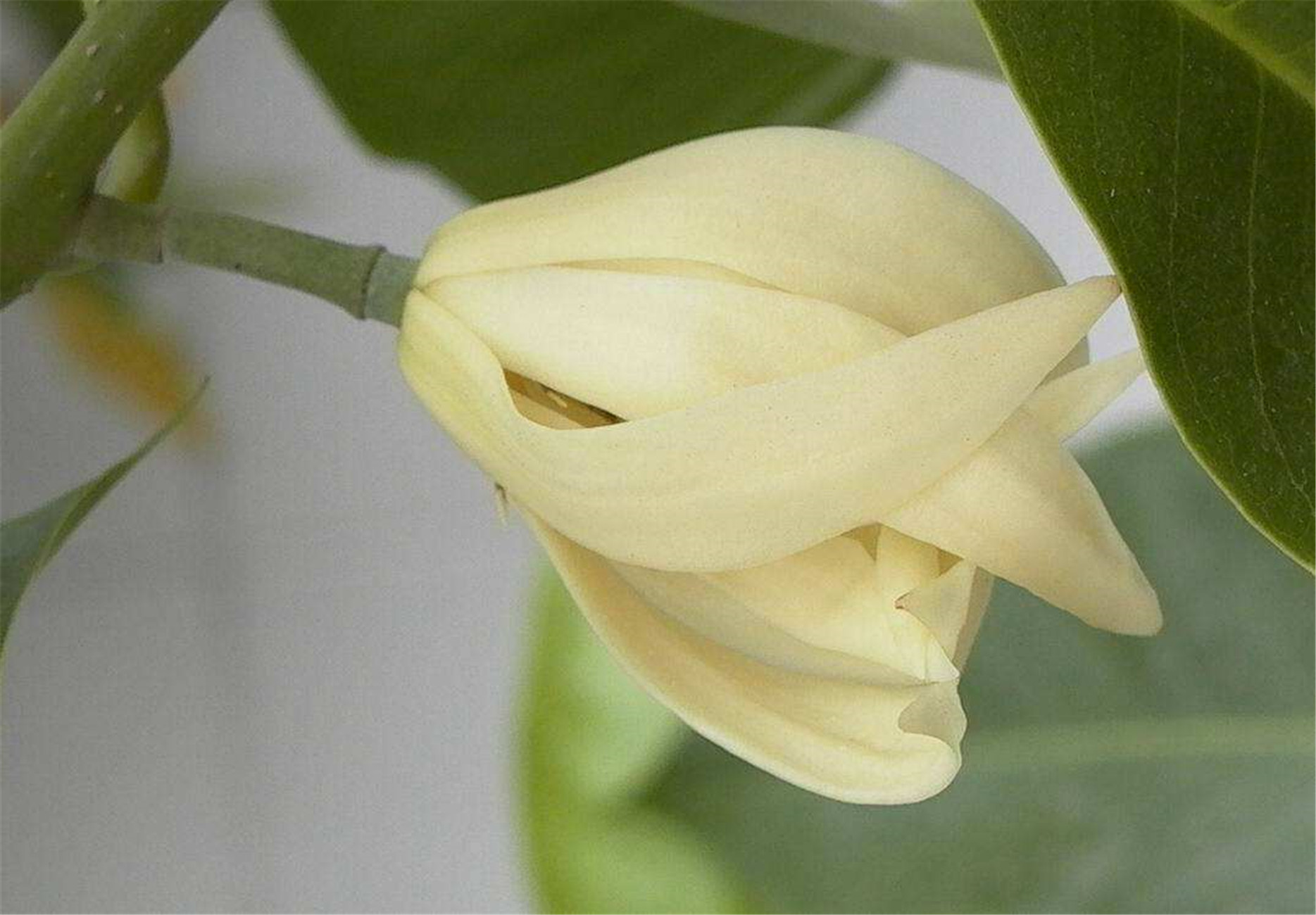 黄角兰