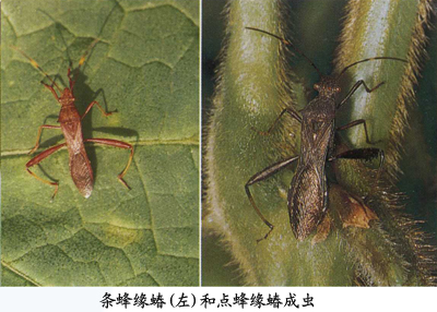  p>点蜂缘蝽,属半翅目,缘蝽科.别名白条蜂缘蝽,豆缘蝽象.