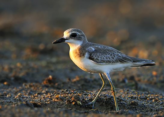 p>铁嘴沙鸻(学名 i>charadrius leschenaultii/i)鸻科鸻属鸟类,属