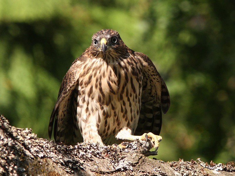 p>鸡鹰,accipiter cooperii(bonaparte 1828,隼形目,鹰科,鹰属的