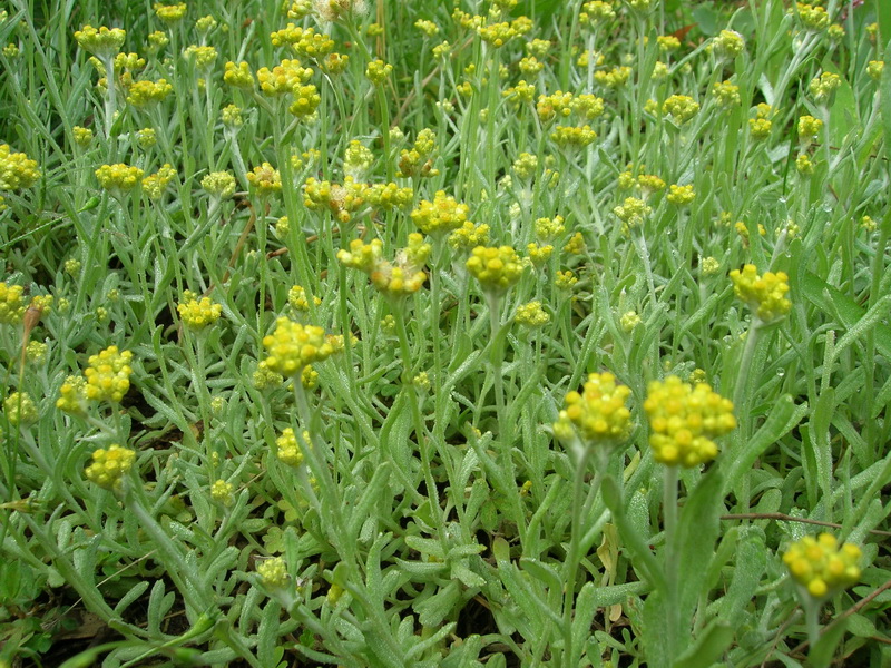 佛耳草,软雀草,黄花白艾,软芡,蒿菜,面蒿,清明菜,水萩,无心,无心