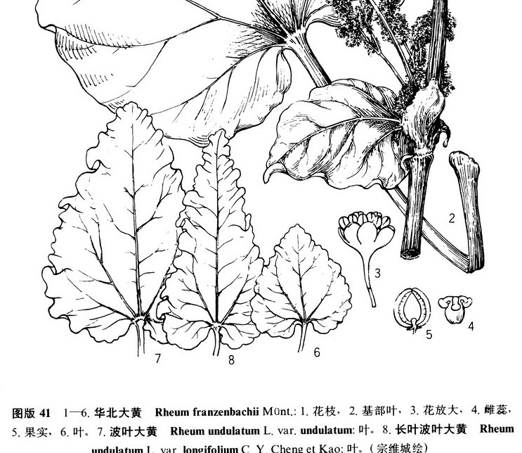 长叶波叶大黄(变种)