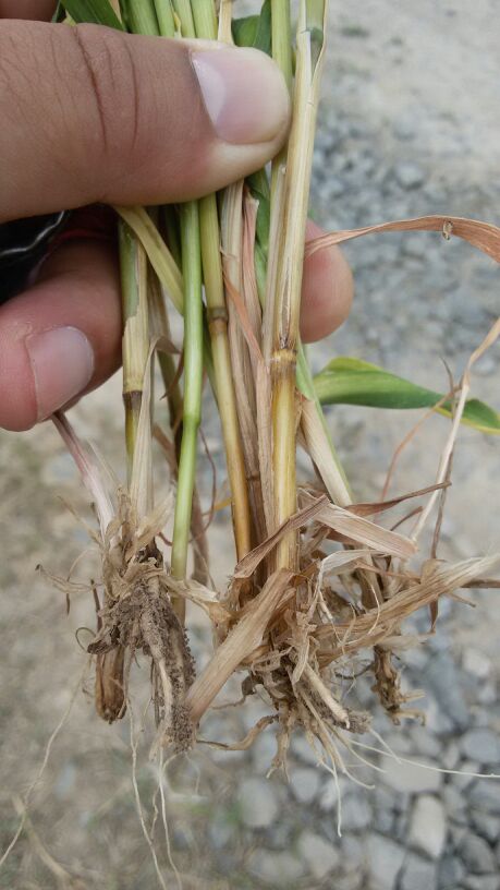 小麦(镰刀菌)根腐病