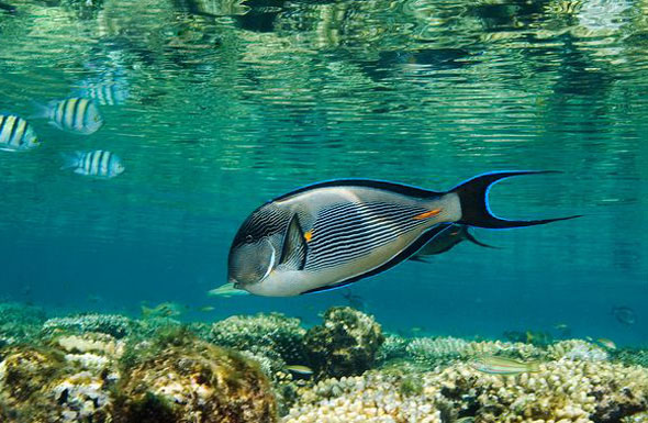 红海刺尾鱼