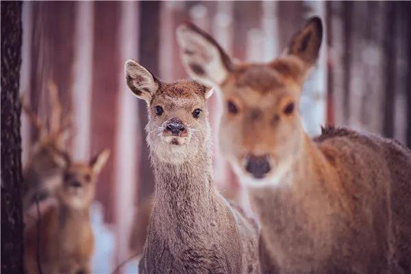 学名 i>cervus canadensis alashanicus/i:是鹿科,鹿属的偶蹄动物